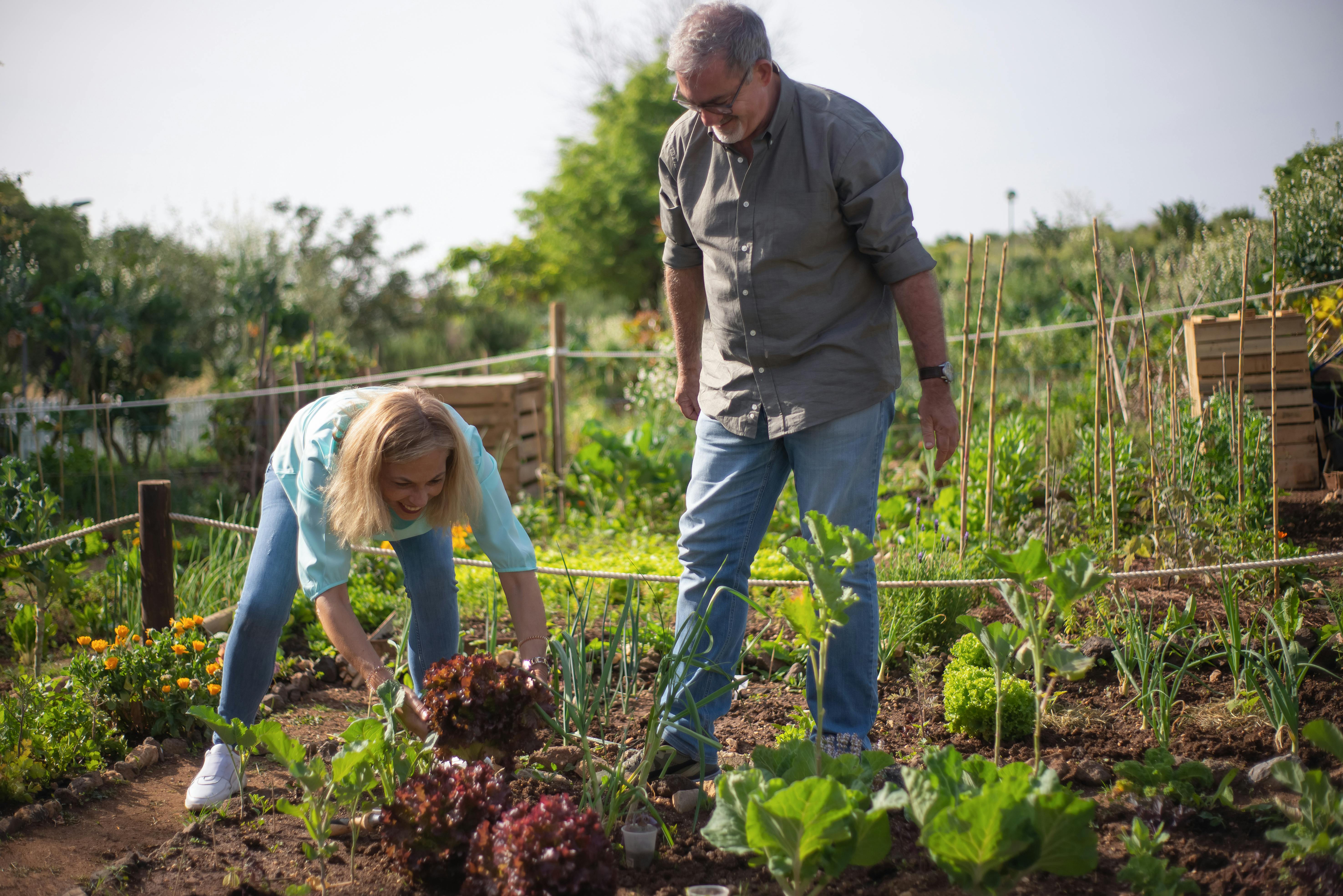 vegetable garden